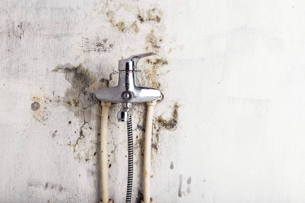 Best Preventive Mold Services in Perryville, MD