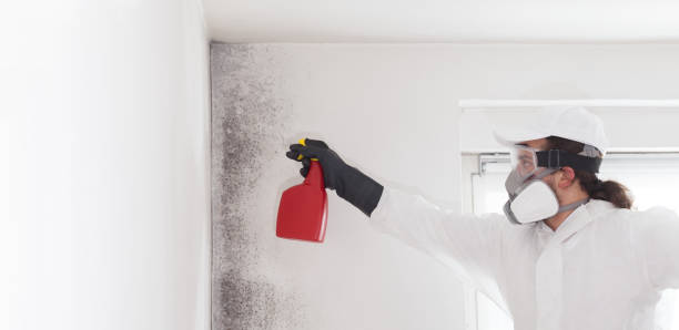 Best Mold Testing and Inspection Services in Perryville, MD